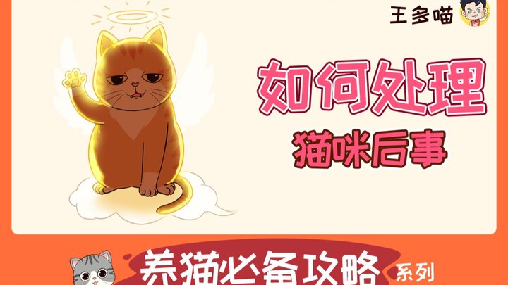 If Your Cat Goes to Cat Star, How Should You See Them Off? Here Are 4 Ways—Hopefully You Won’t Need 