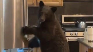 Hãy tưởng tượng, khi bạn lảo đảo bước xuống cầu thang, lại phát hiện trong nhà có một con gấu đang l