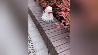 Xuống công viên nhặt được 🥰 pet dog pomeranian thucung foryou xuhuong trending xh