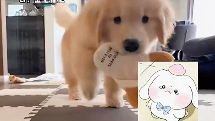 Anak anjing emas kecil: Aku memang tahu Mama mencintaiku