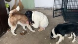 [Động vật] Husky không gặp cô chủ năm ngày, hai người gặp thật ồn ào