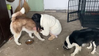 [Hewan]Reaksi Husky Saat Bertemu Majikan Setelah Lima Hari Tak Jumpa