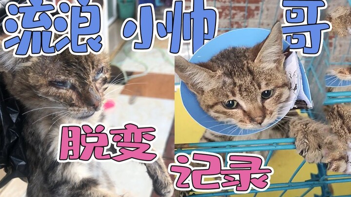 لم أكن أتوقع أن تبني قطة مشردة سيكون بهذه الصعوبة.. شاب يوثّق كل مراحل تحول القطة المشردة إلى حسناء!