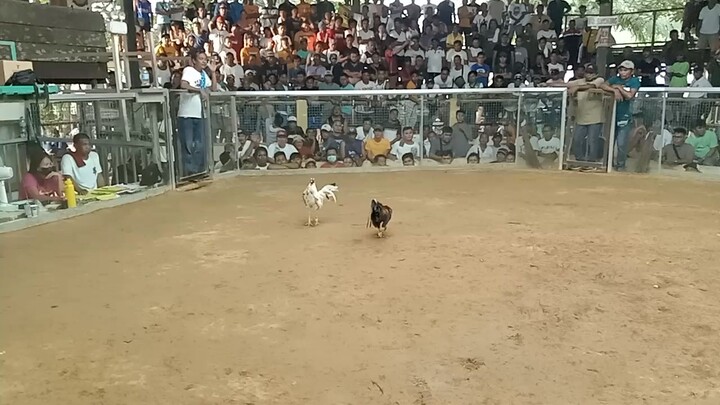3 cock derby first fight win Dec. 22 2023