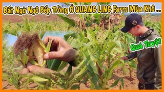 Quanglinhvlogs || Ngô Nếp Trồng ở Quang Linh Farm Mùa Khô Thực Sự Có Hiệu Quả Không ?