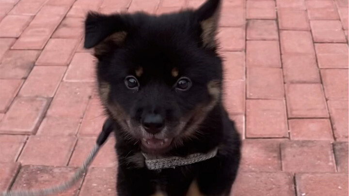 بعد التحقق جيدًا من النظرة، اتضح أنه كلب لم يكبر بجمال لافت للأنظار.