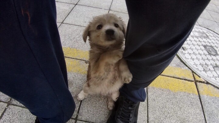 Encountered a cute, shivering puppy on the Sichuan-Tibet Highway.