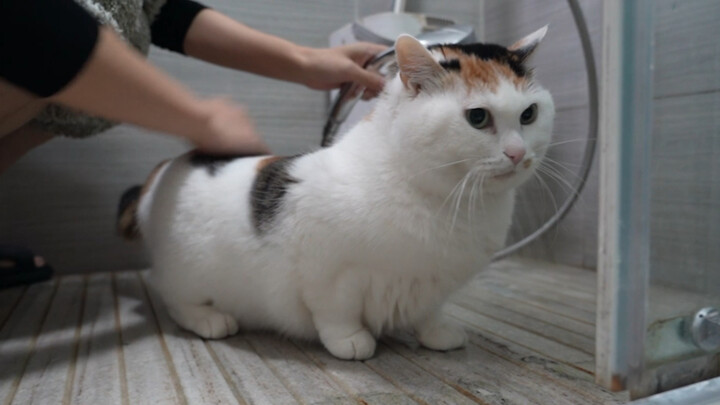 Bagaimana bisa ada kucing kecil yang secara sukarela minta dimandikan?