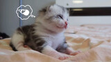 [Cat] Baby cat opens its eyes