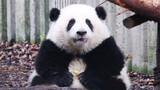 The giant panda Hehua has put on weight