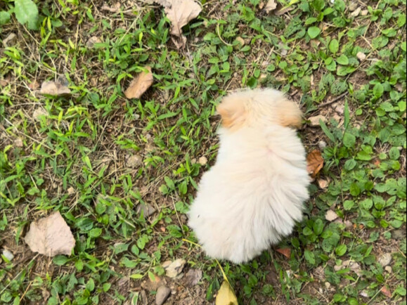 What should I do?! I picked up a scruffy little dog 🐶