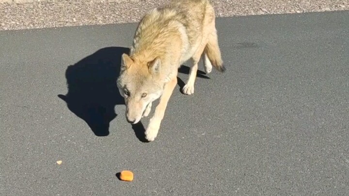 216 กลางดินแดนรกร้างชางถัง เจอหมาป่าไห่ตู้ คิดว่าที่ฉันพกพายไข่แดงมาหนึ่งกล่องแต่ไม่ยอมกินน่ะ เพื่ออ