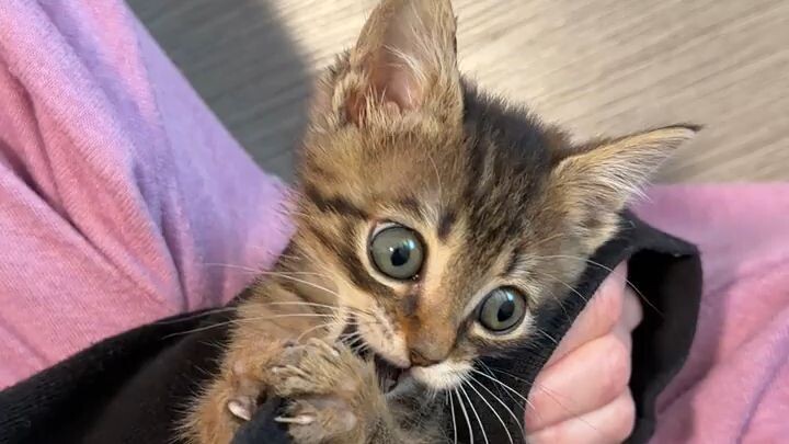 I hope this makes you smile. My current foster, Ziggy