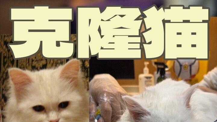 “Kucing kloning” lima tahun lalu ia pernah mati sekali