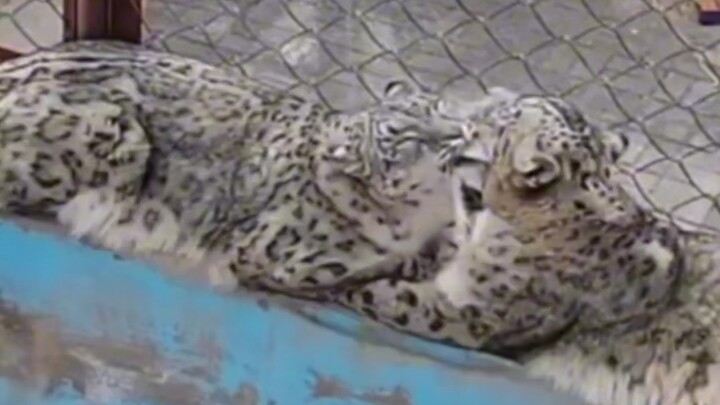 النمر الثلجي العجوز: هكذا يكون معنى تربية الأبناء للاعتماد عليهم في الشيخوخة!