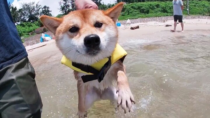 【Vlog Anjing Shiba ke Laut】Bagaimana rasanya saat si anjing pertama kali bersentuhan dengan laut? Ga