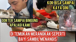 Anak Kucing Merangkak-Rangkak Kaya Bayi Minta Tolong Di Jalanan ..!