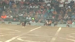 first fight 2hits ulutan (win)
