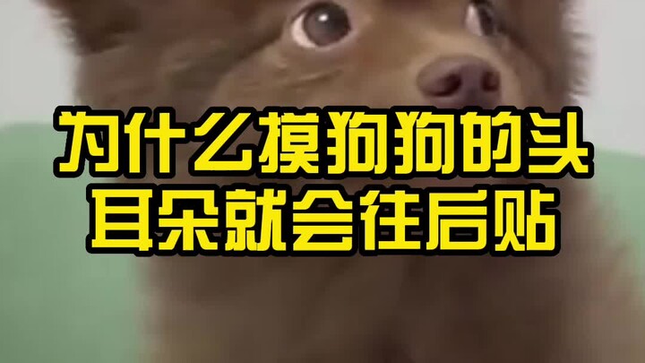 ทำไมเวลาลูบหัวหมา หูมันถึงแบะไปด้านหลัง?