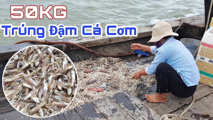 Theo Cha Đi Te Trúng Bể Tay ''Hơn 50Kg'' Cá Cơm Trên Biển | Ngư Dân Miền Tây