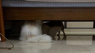 หมาที่บ้าน