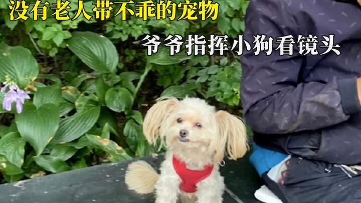 Không có thú cưng nào hư nếu có ông già chăm sóc: Ông nội chỉ đạo chú cún nhìn vào camera!