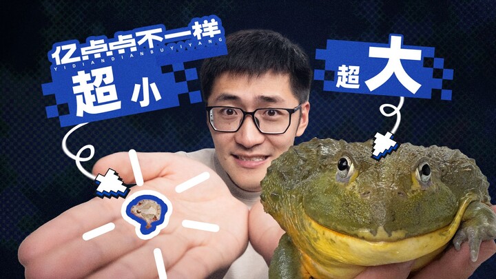 比指甲小，比手掌大！同类极端尺寸大对决！