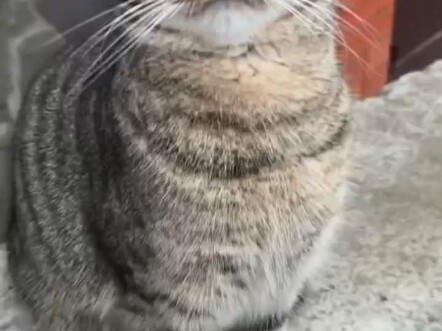 Bayi Kucing yang Jadi Galak karena Disayang Lebih