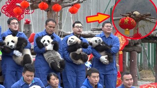 Setelah bayi panda bubar, ada seekor yang terlupakan.