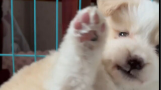 “มันเหมือนจะคิดว่าตัวเองดุมาก”