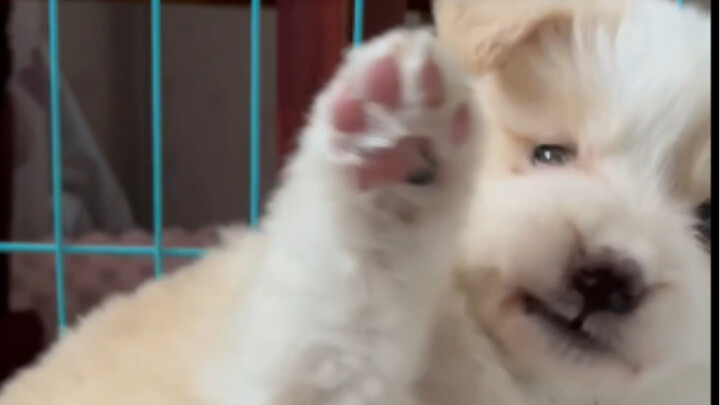 “มันเหมือนจะคิดว่าตัวเองดุมาก”