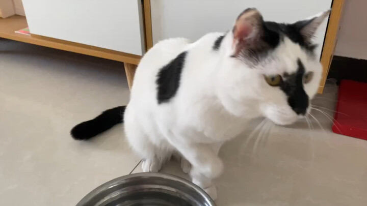 The Cat Tries To Fool People
