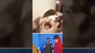 Try not to Laugh 💀 Best Fails