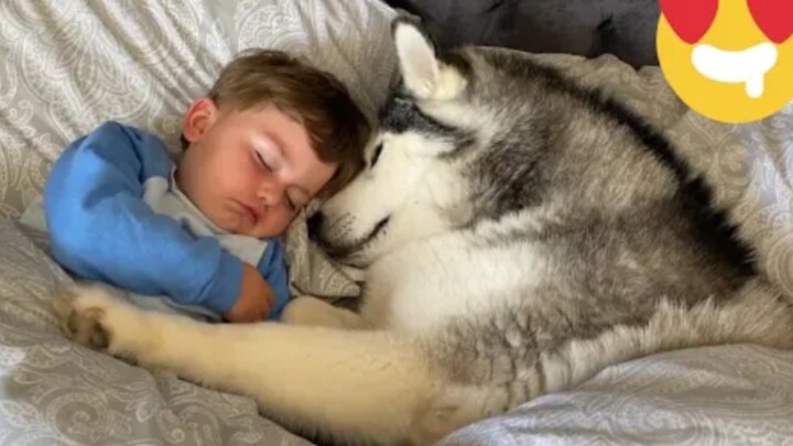 Siberian Husky menolak bangun dari tempat tidur bayi, malah terjatuh di atas kasur dan tertidur samb