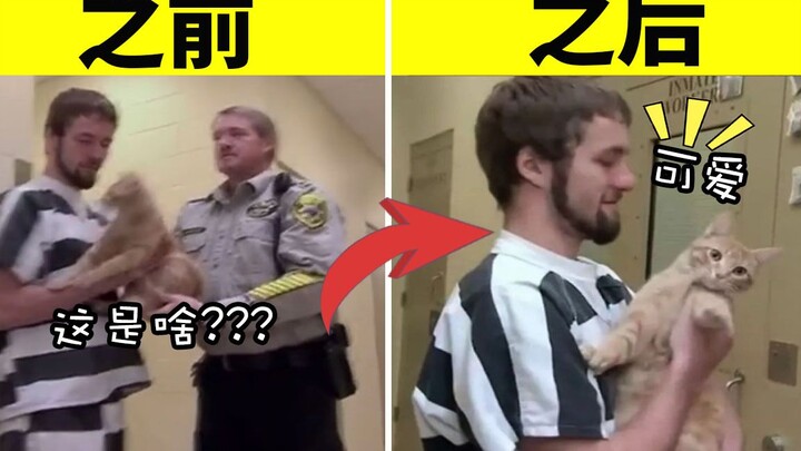 快被安乐死的流浪猫，遇到监狱里的囚犯，故事结局让人泪流满脸！