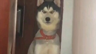 Em Husky Này Đủ Cho Tôi Cười Hai Ngày Hai Đêm