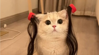 بينما كانت صديقتي نائمة، استعنت ببعض شعرها لصنع ذيلين حصان لقطتي.