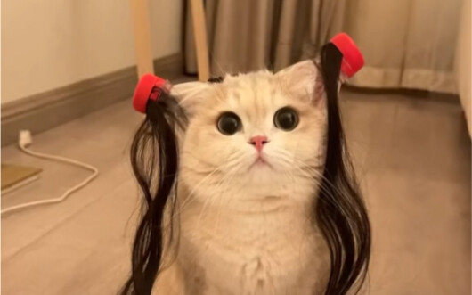 趁女朋友睡觉。借点她的头发给我家猫做了一个双马尾