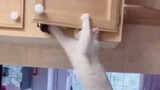 Mèo: Hôm nay cũng là ngày để rảnh tay!