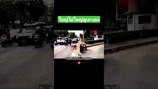 ใหญ่ไม่ใหญ่ดูเอาเอง
