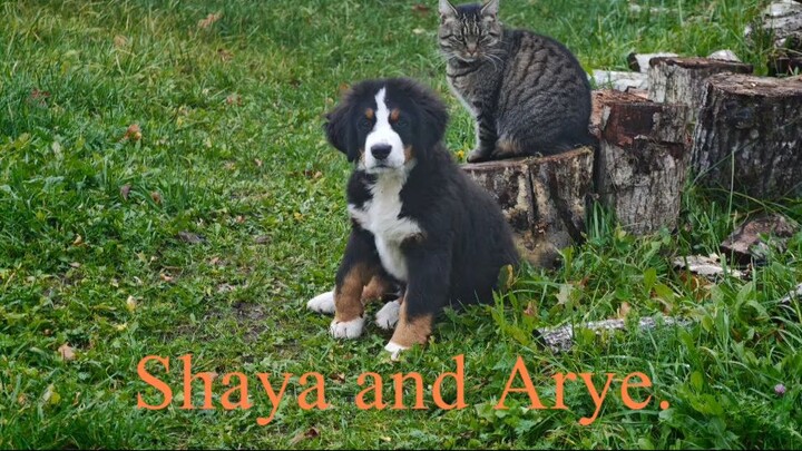 Shaya and Arye. Friends.