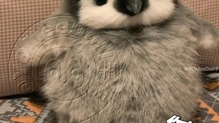 Trik harian untuk membuat penguin kesal