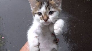 someone abandoned pet kitten rainy morning