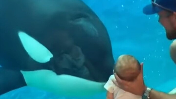 Kinh ngạc! Vì sao cá voi sát thủ và cá heo luôn mê mẩn trêu chọc trẻ em?