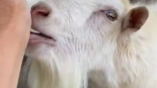 FUNNY-ANIMAL