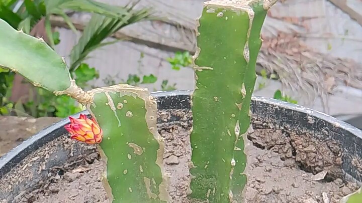 এতটুকু গাছেই ফল হয়েছিল