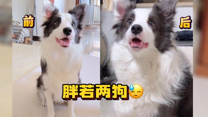 Jangan bilang anjingku gemuk lagi—itu murni fitnah!