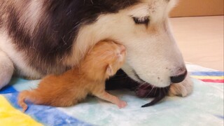 Husky Merawat Kucing Seperti Anaknya Sendiri, Cinta Ibu Sangat Besar!