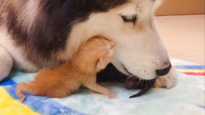 Husky Treats Kitten as Her Own Child Great Motherly Love