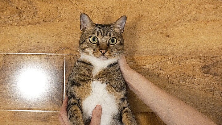 Owner teaches the cat to talk—say anything, and it repeats it! The calico cat is as smart as they sa